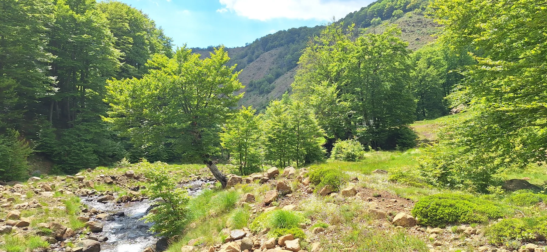 Green forest and mountain stream in the Shebenik area